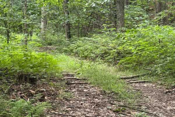 Trail 90