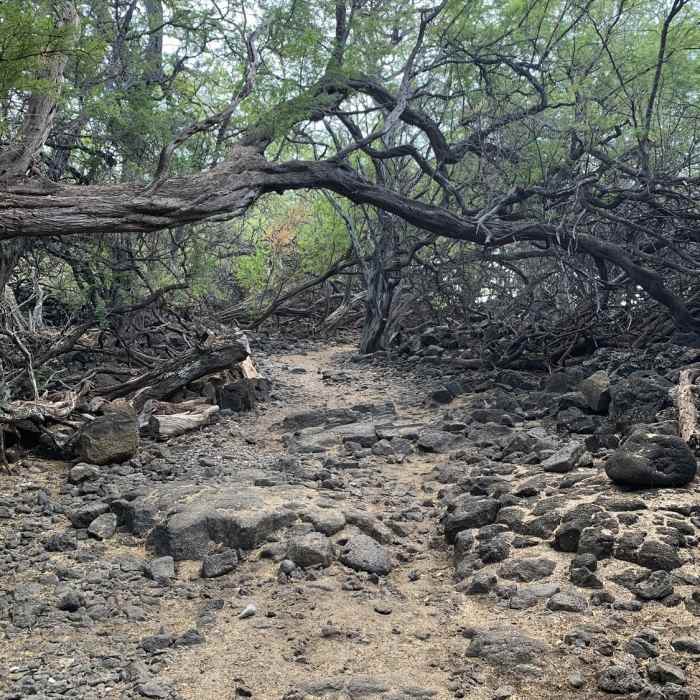 Lord of the Rings ..... Near King's Highway AKA Hoapili Trail