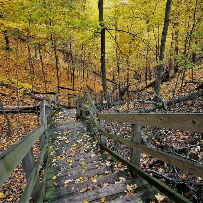Steep staircase in the fall" by Mike Lozon. Photo courtesy of Ottawa County Parks & Recreation. Near North Ottawa Dunes Lower Loop