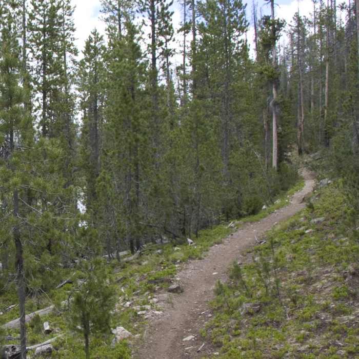 Near Elk Meadow + Elizabeth Lake