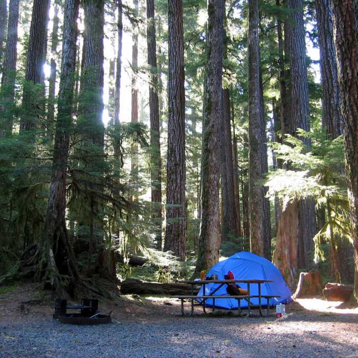 Near Sol Duc Falls Nature Trail