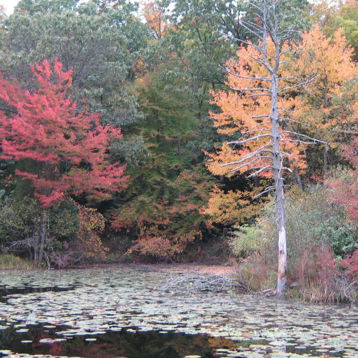 Near Ipswich River Wildlife Sanctuary Loop