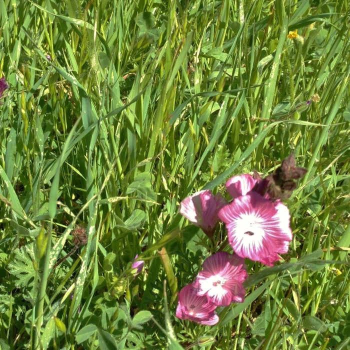 Near Blue Oak Trail