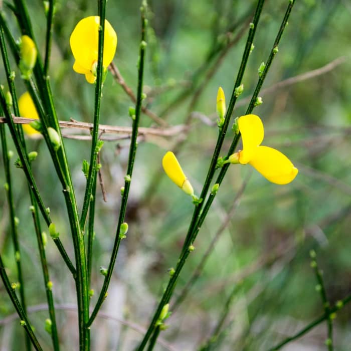 Near Lagoon Loop Trail
