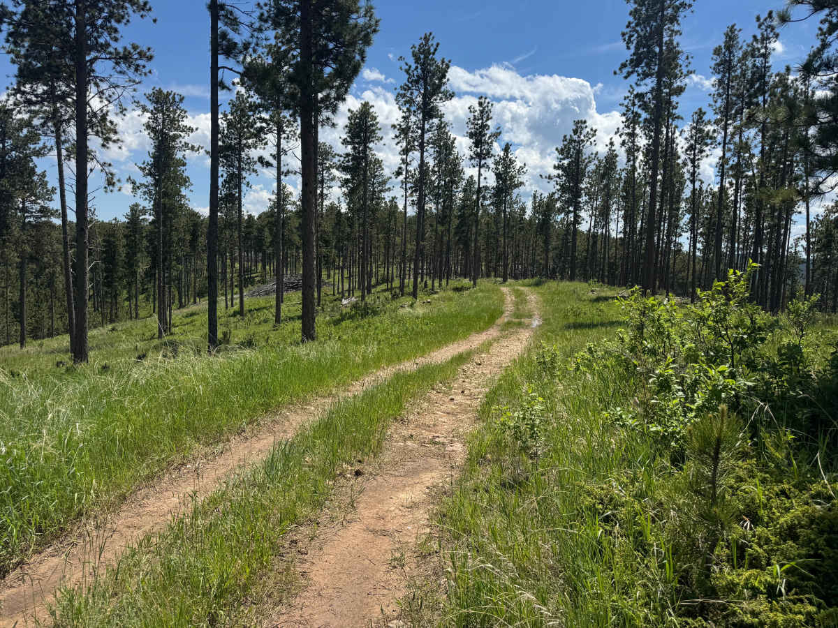 Forbes Gulch Br 1a - FSR 169.1A photo 3