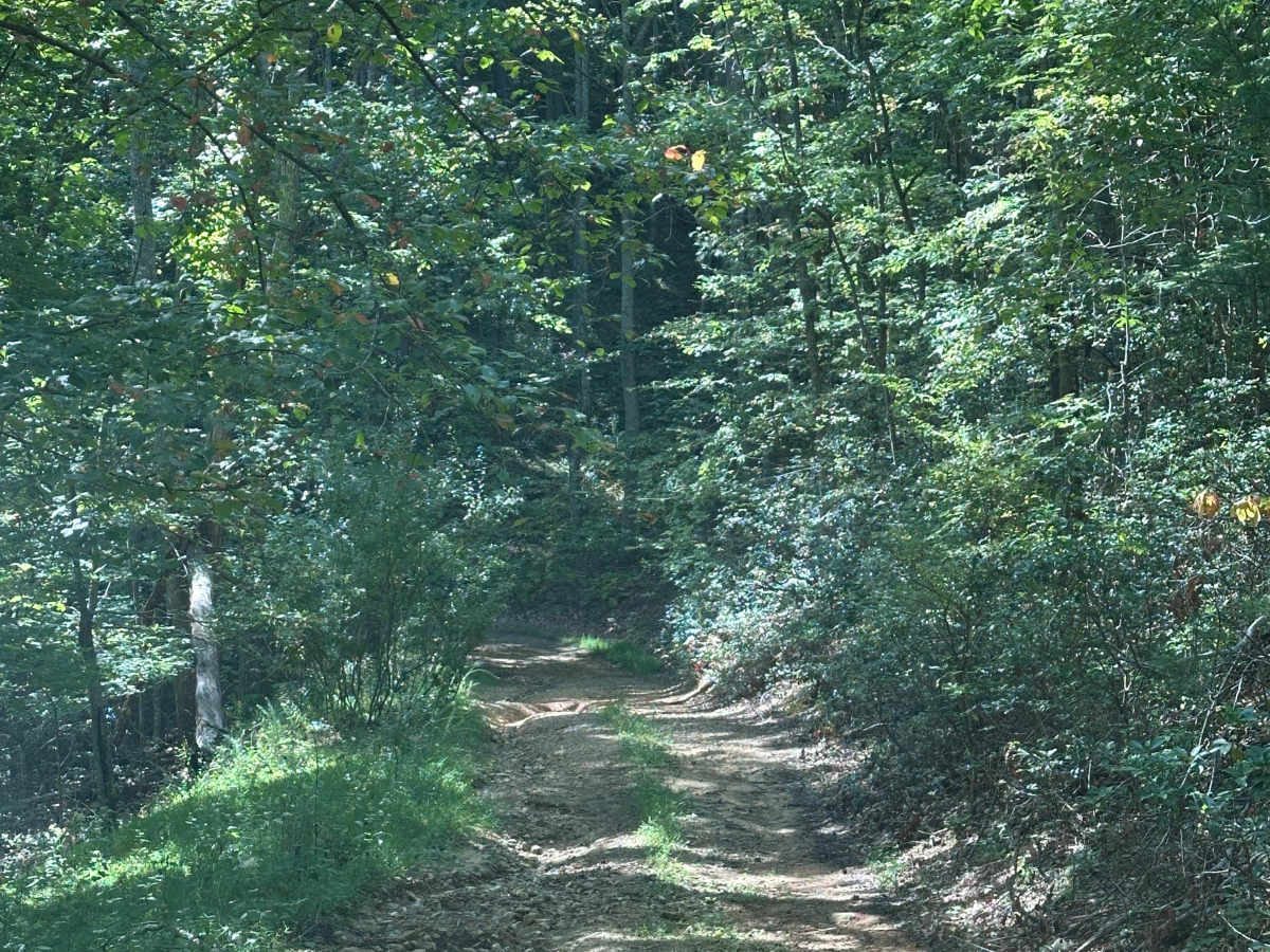 Wide Draft photo 5