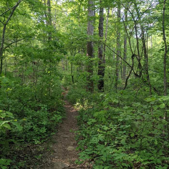 Near Birkhead Mountain Wilderness Loop
