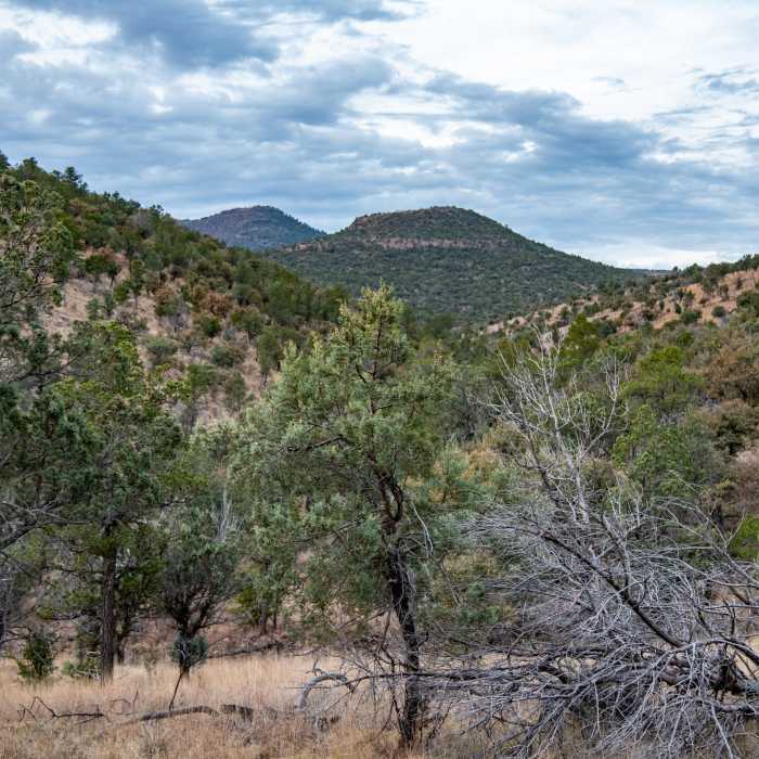 Near Madera Canyon Trail