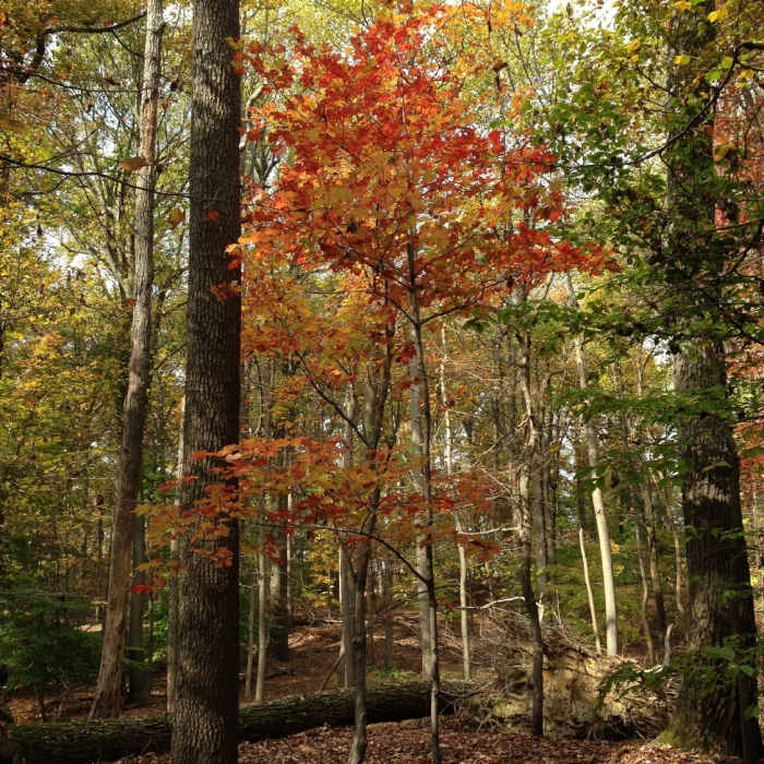 Fall colors in Sugarloaf Mountain Natural Area Near Sugarloaf and Spaulding via Appalachian Trail