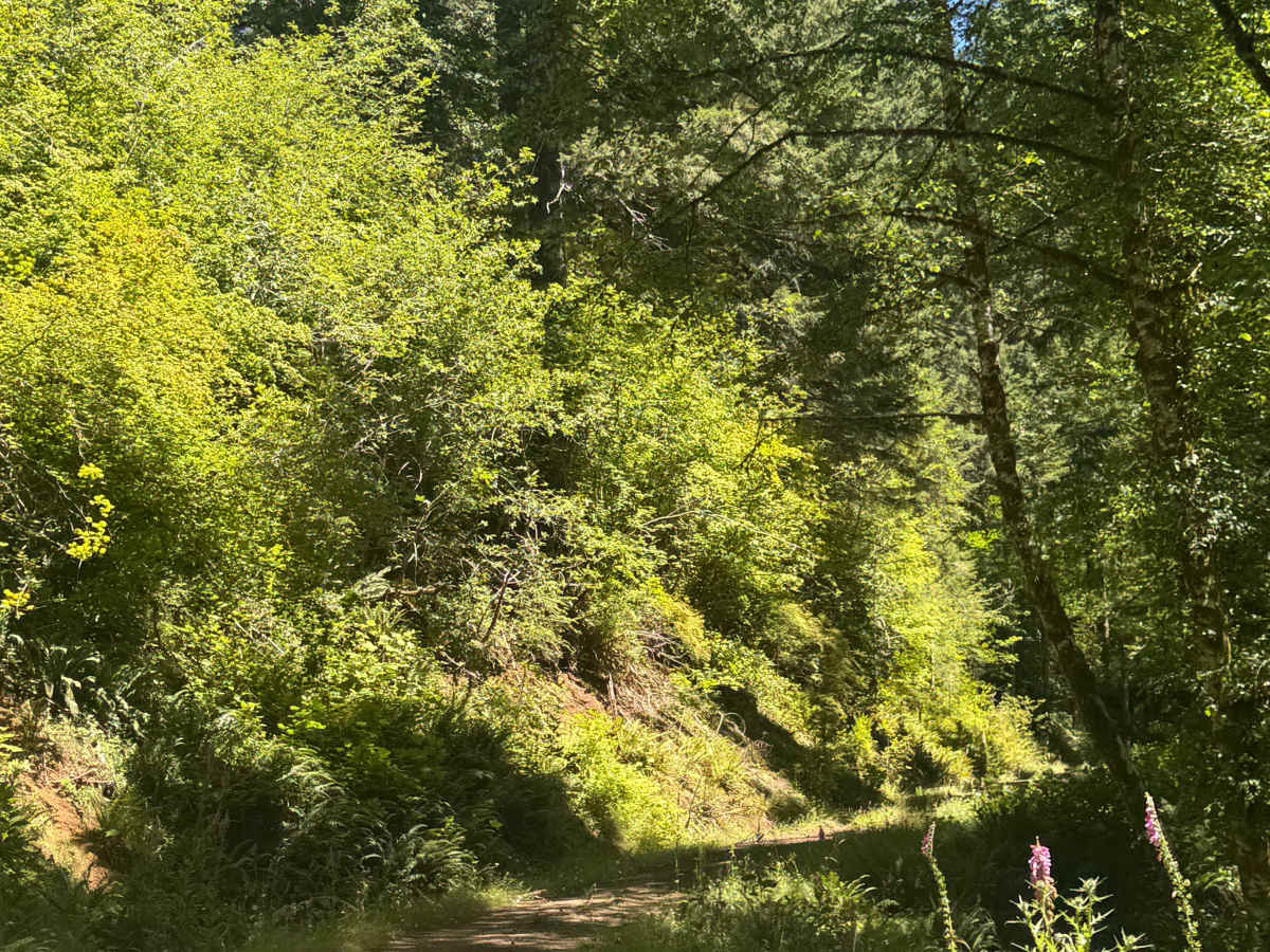 Coast Ridge - FS 2202 photo 4
