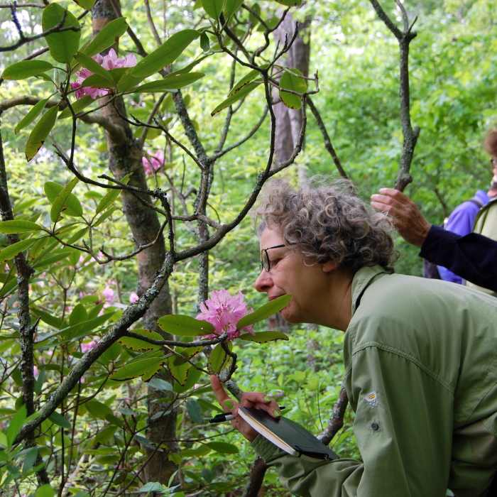 In May, the beautiful Catawba Rhododendron entice visitors with their colors and scent. Near Flower Hill Trail