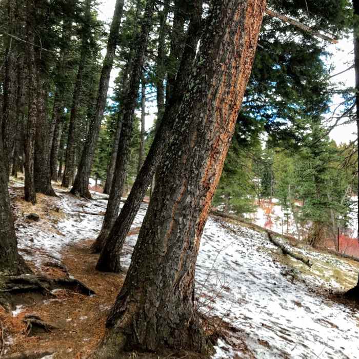 Some bit spruce along the trail. Near Loop 2