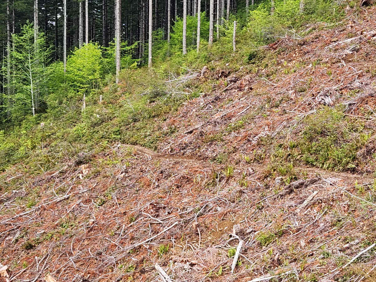 Larch Mountain Trail West photo 6