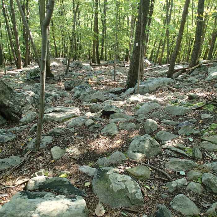 The very rocky White Trail. Near Pyramid Mountain White Trail