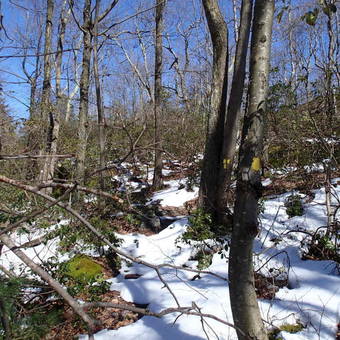 Near Terrace Pond South Trail