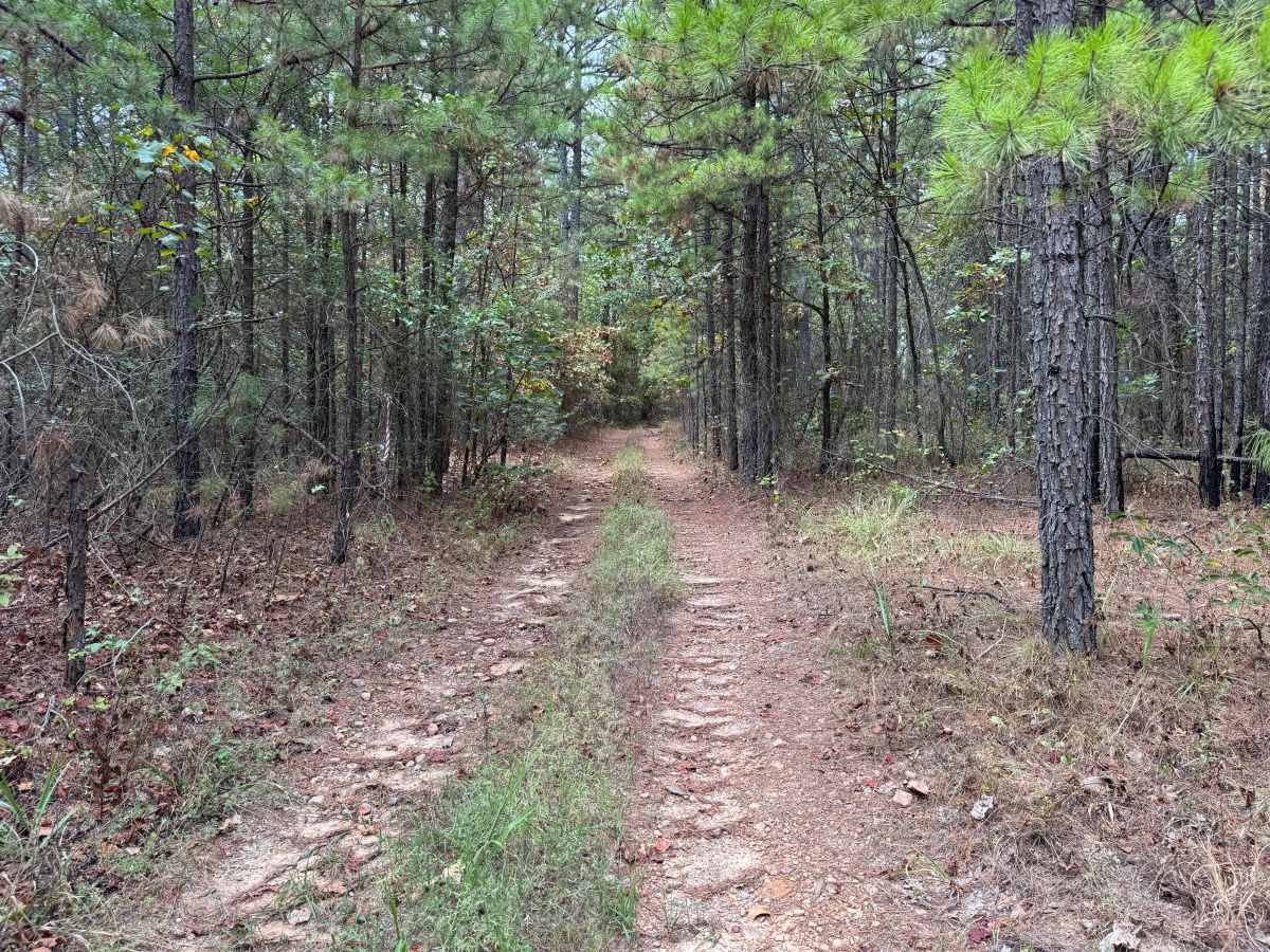 Piney Ridge photo 4