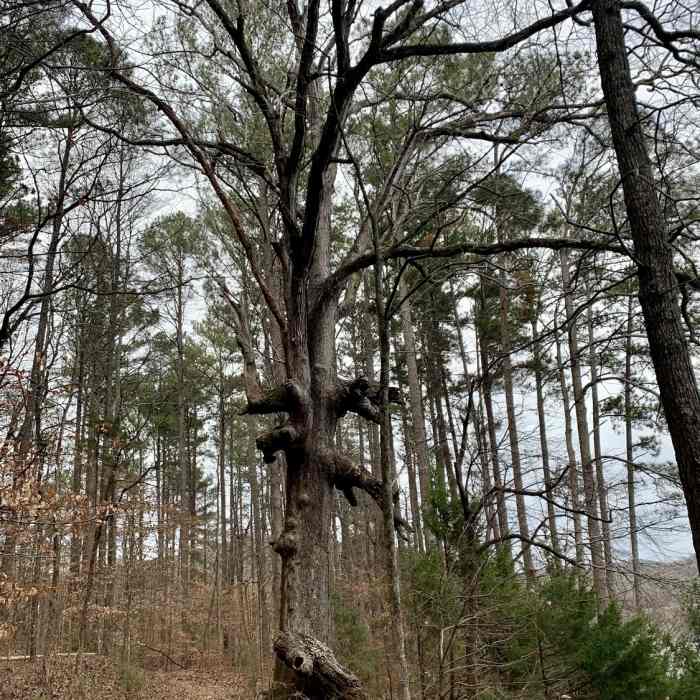 Monster tree Near Honeycomb Trail