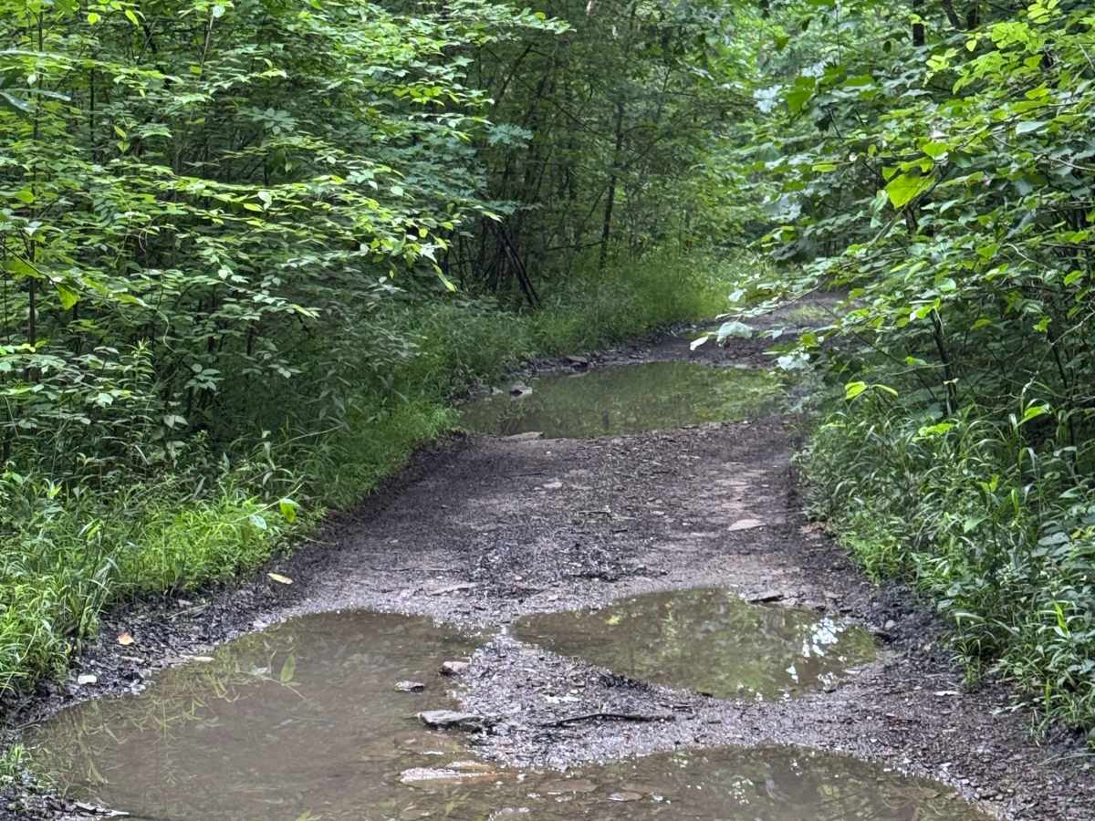 Trail 1 photo 3