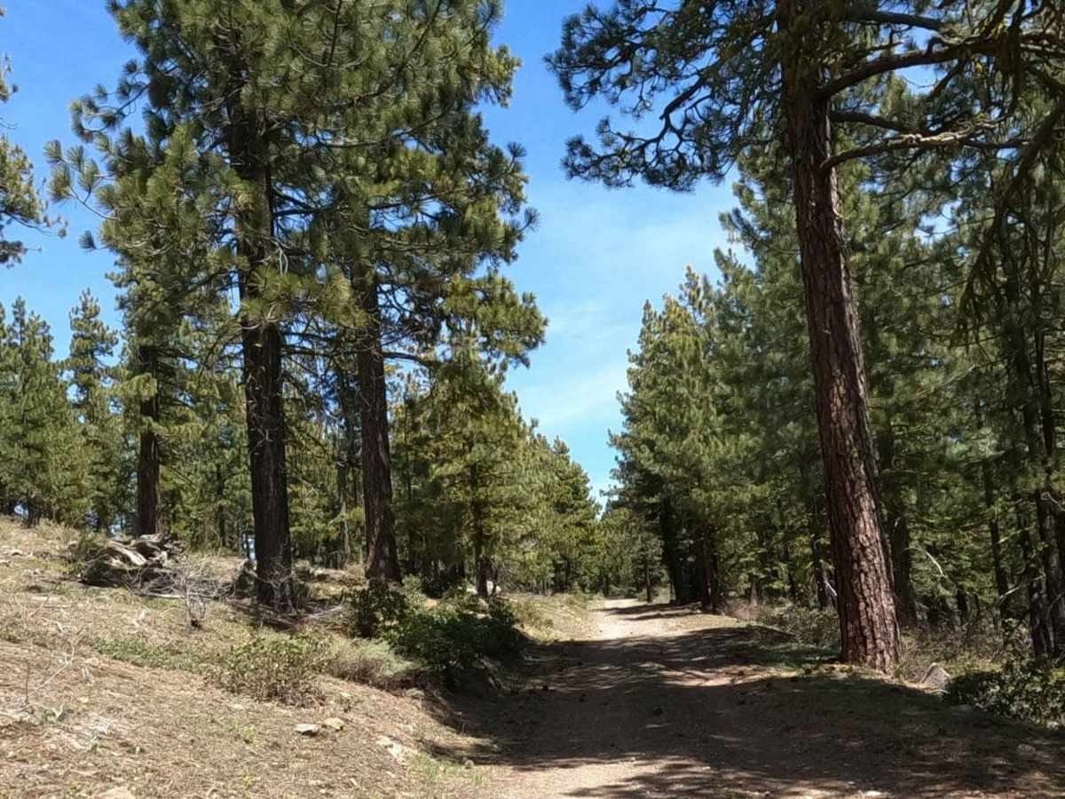 Bonta Ridge - NF23N05Y photo 5