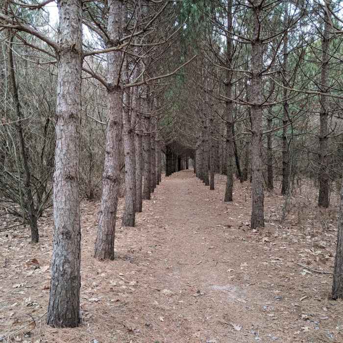 A regal pine tunnel. Near Ice Age Trail: Whitewater Segment
