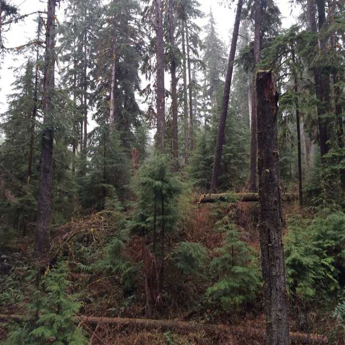 Near Quinault Loop National Recreation Trail #854