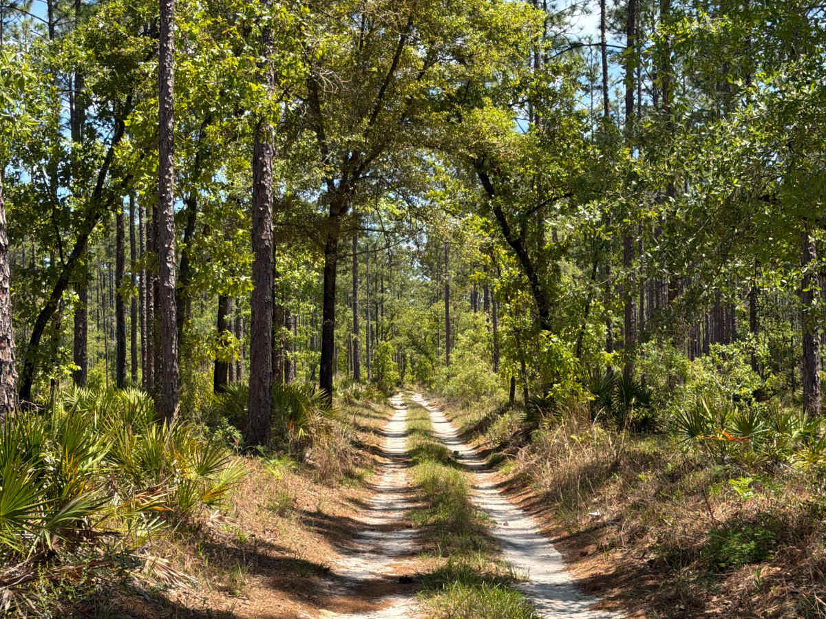 FS 108 D trail photo