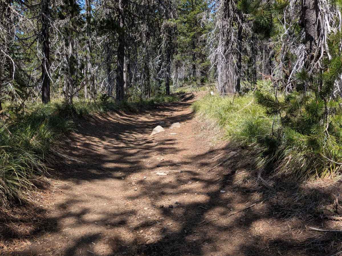 Santiam OHV 18 photo 4