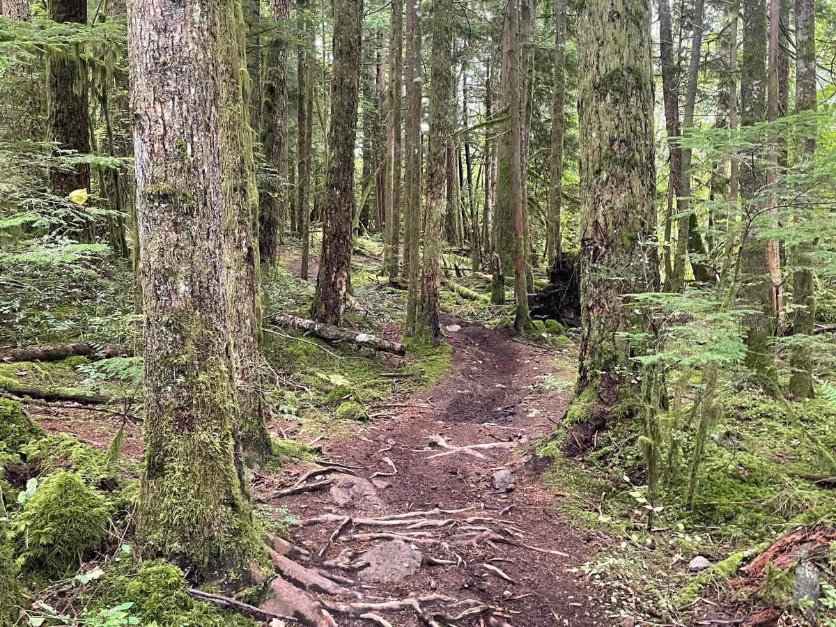 Them Bones trail photo