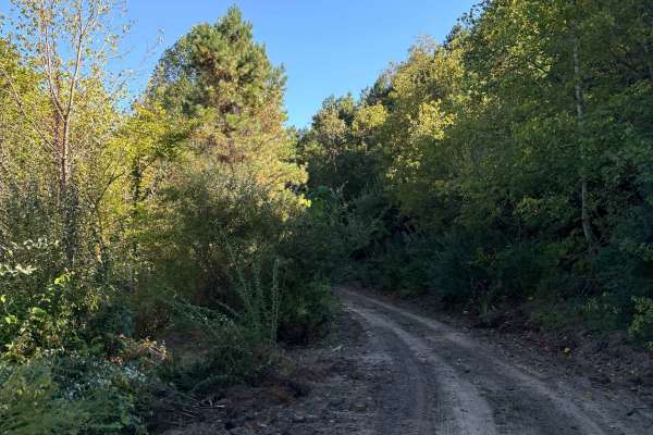 Trail 15