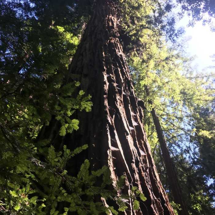 Near Armstrong Redwoods Tour