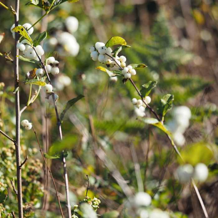 Near Pomo - Red Hill Loop