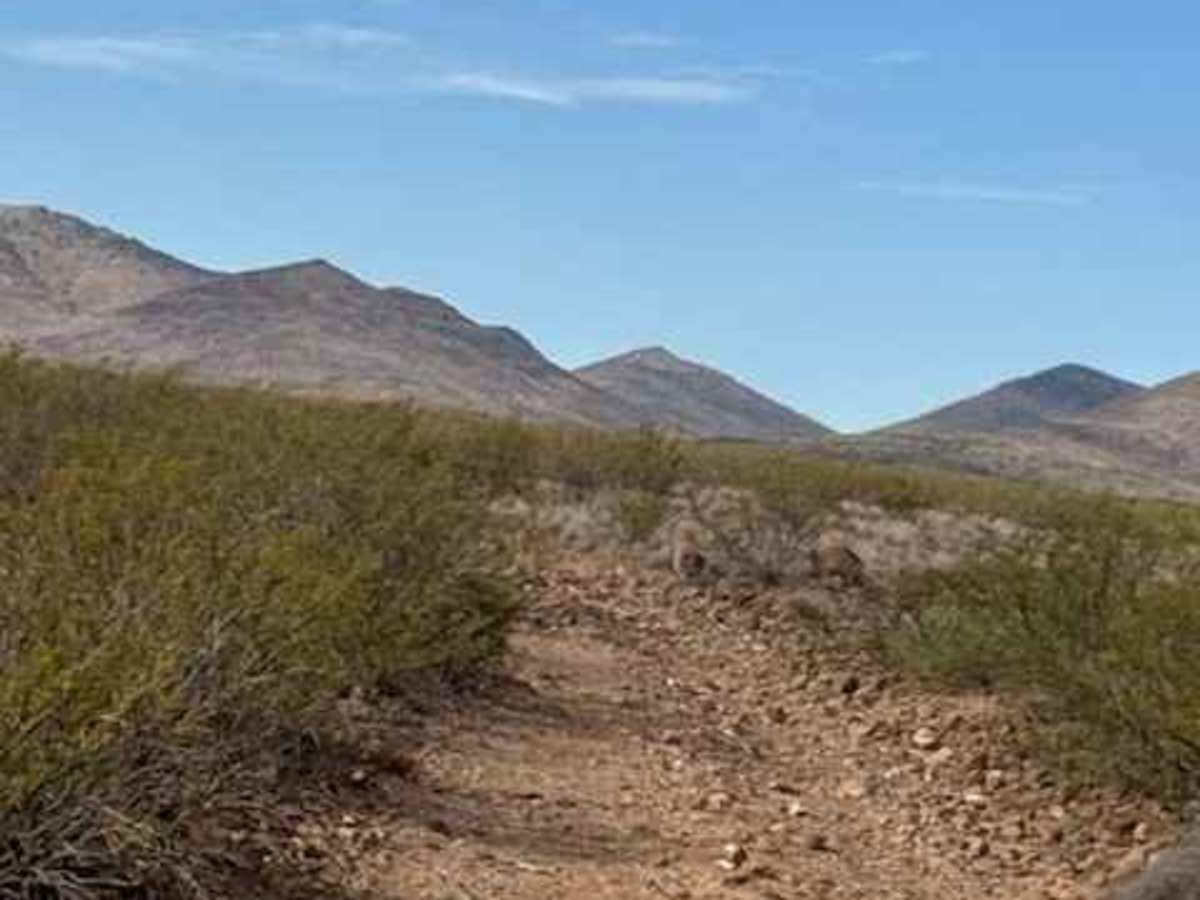 BLM SS1039 photo 2