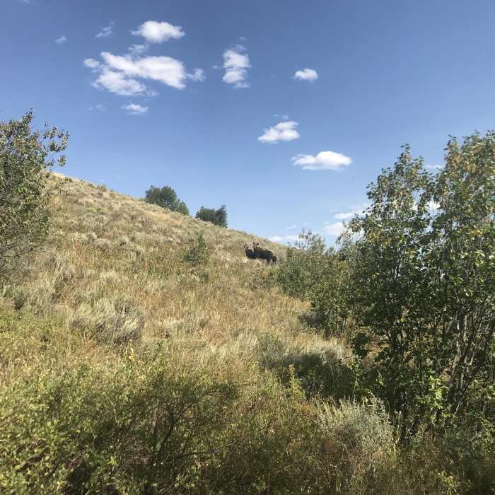 Near Trapper Creek #010