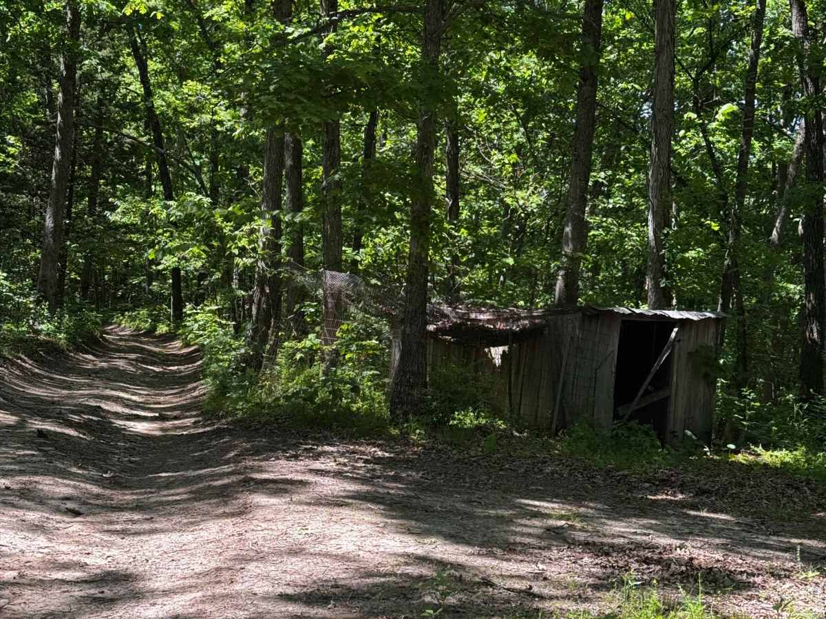 Primitive Camp photo 3