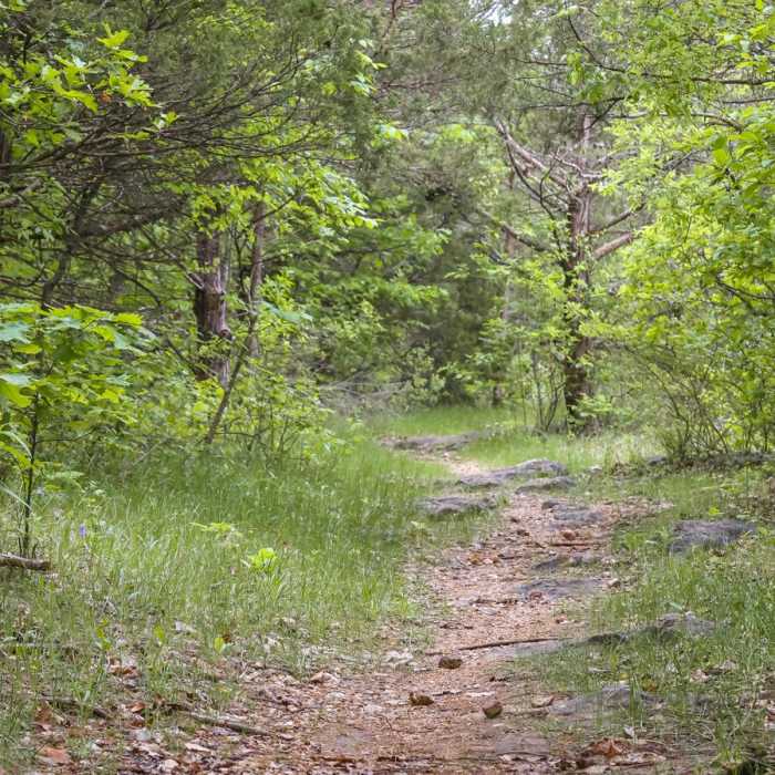 Near Chinquapin Trail Near Chinquapin Trail