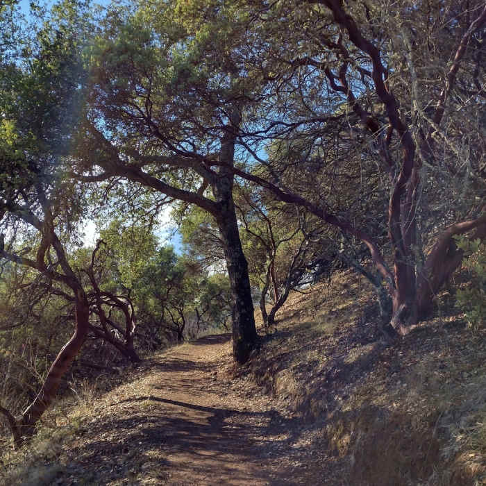Near Llagas Creek Loop Trail