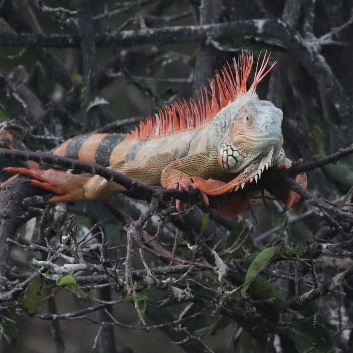 IMG_4567 Near Wakodahatchee Wetlands