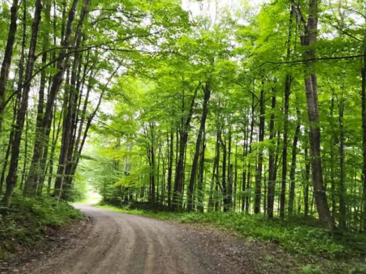 O'Hara Road photo 5