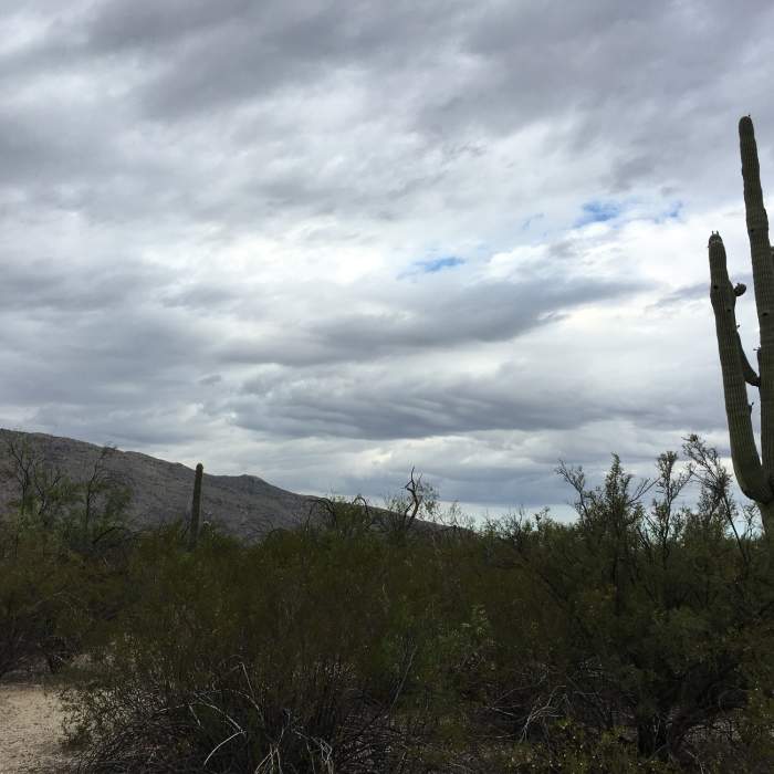 Near Mica View - Cactus Forest Mini Loop