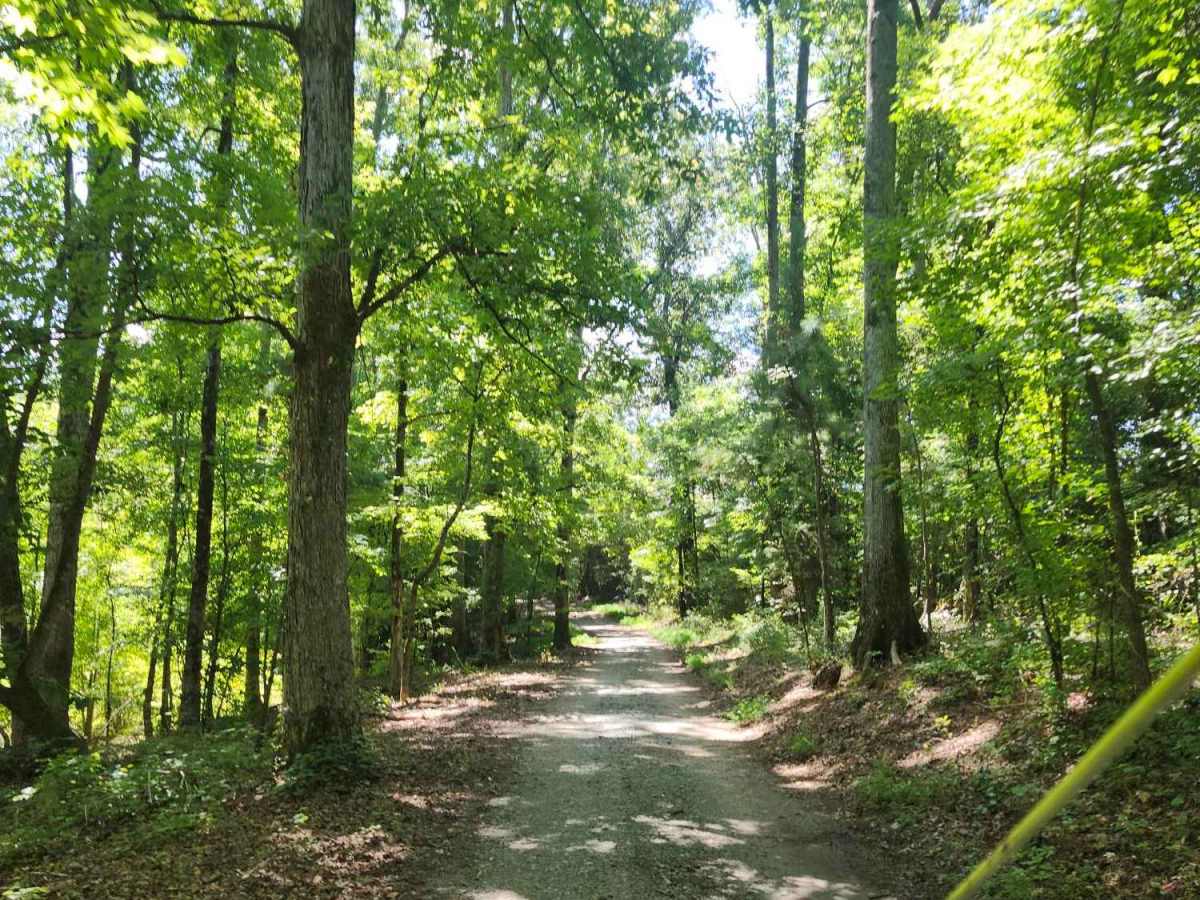 Hearnville Pond Trail photo 4
