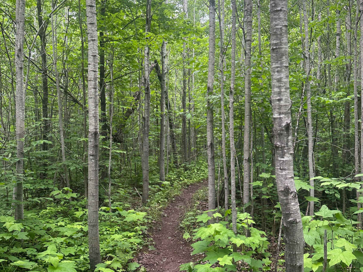 Alger Grade - Trail 1 photo 6