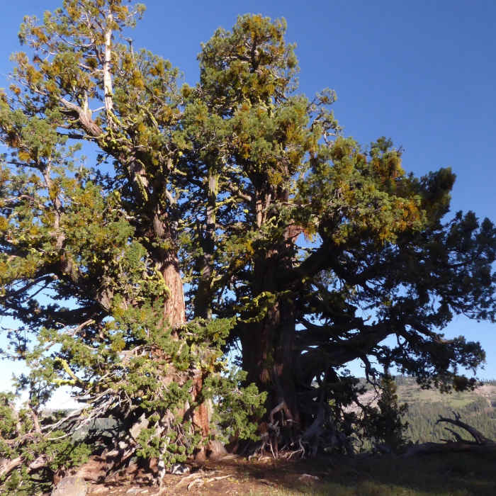 Near Osborne Ridge Loop