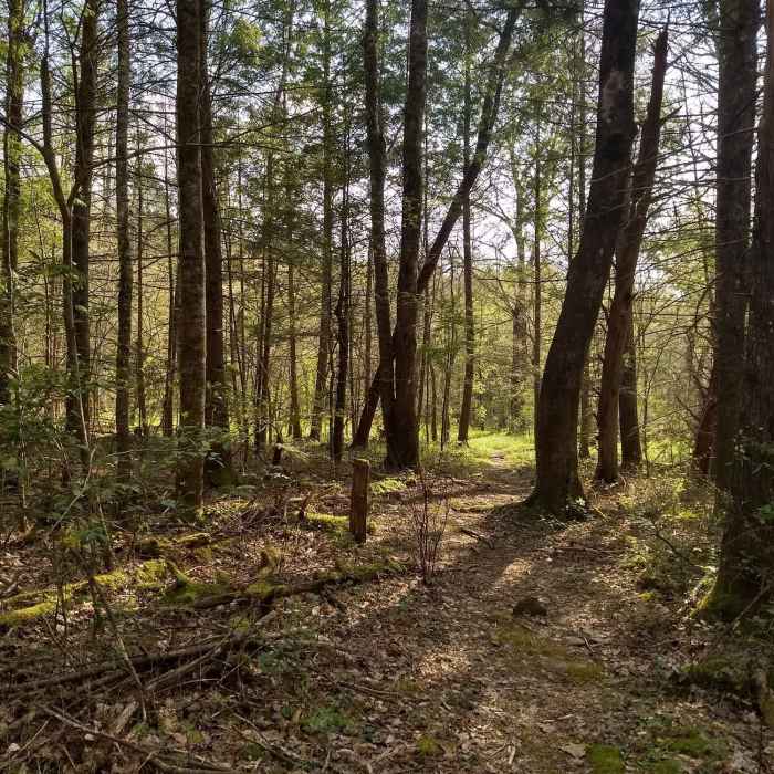 Near Old Settlers Trail