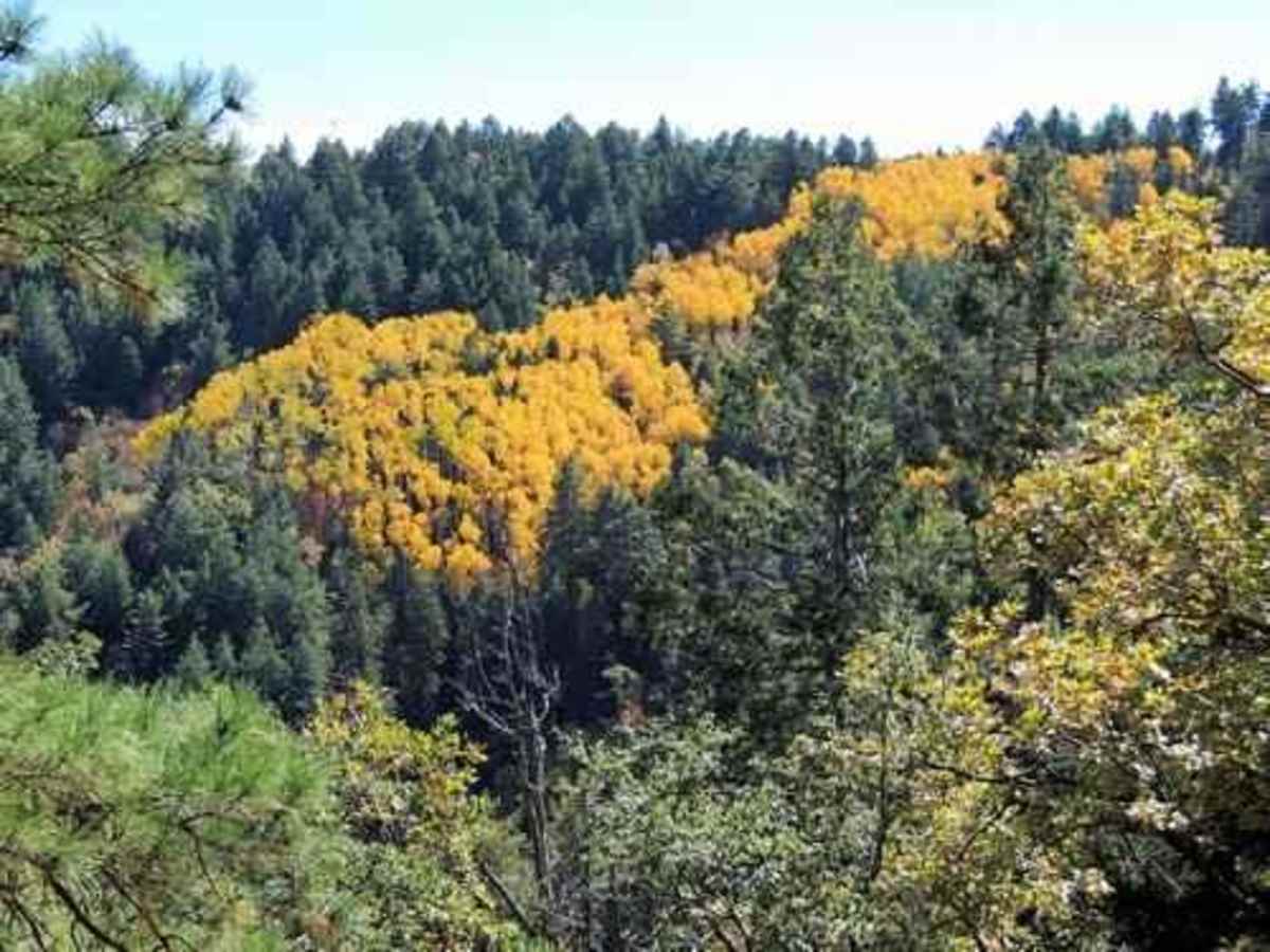 Pinto to Pinal trail photo