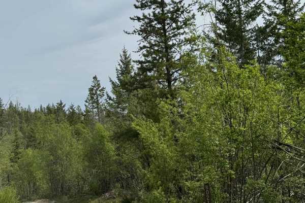 Washington Creek Road - FS 8021