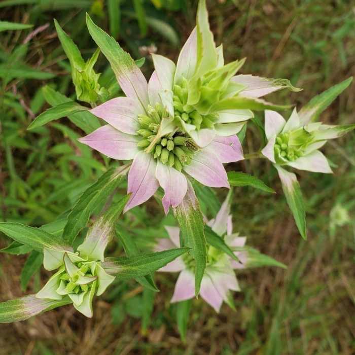 Wildflower Near Blue Trail Alternate