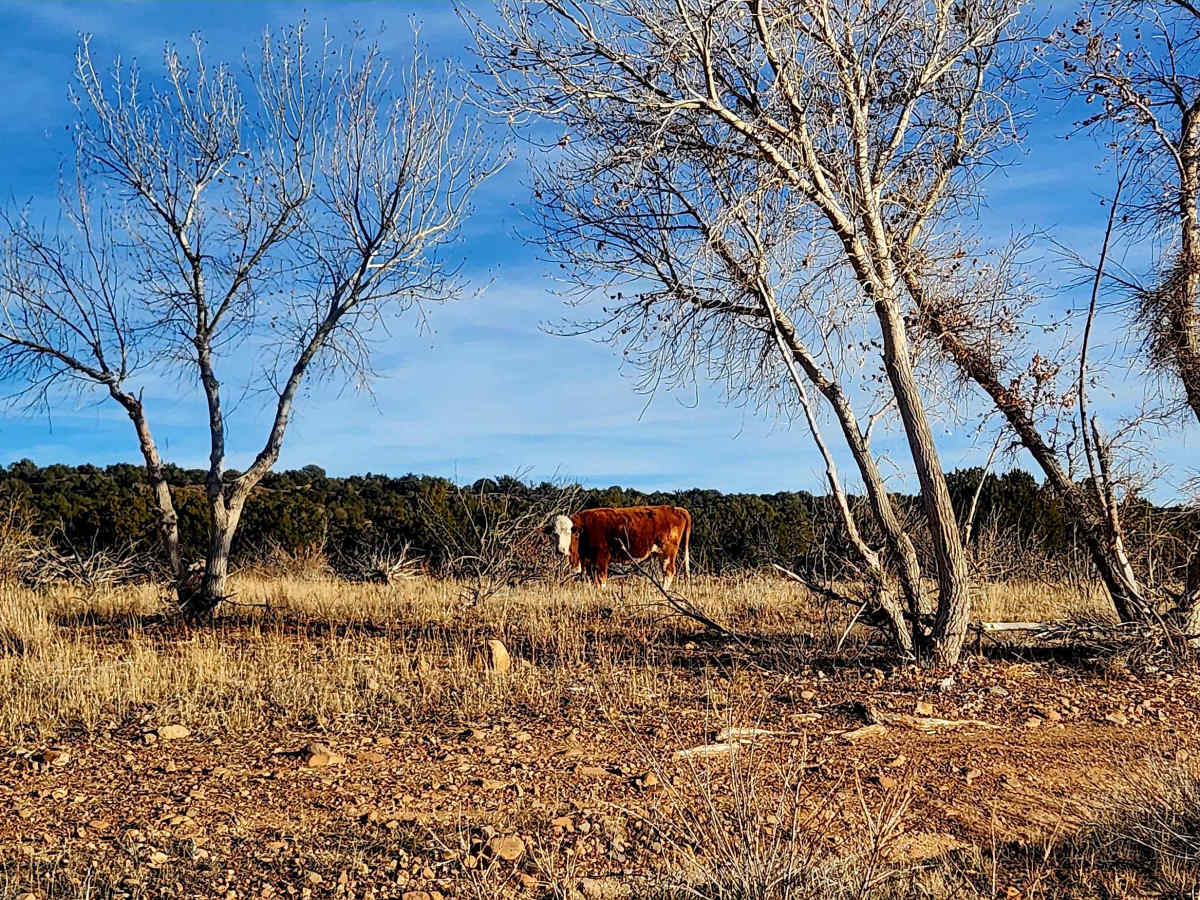 Thistle Hollow - FS 229 photo 3