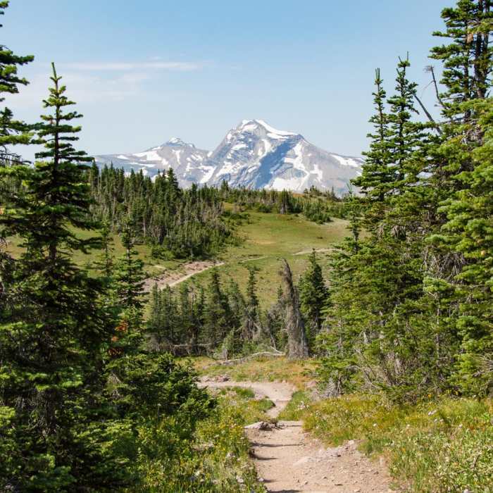 Near Swiftcurrent Lookout
