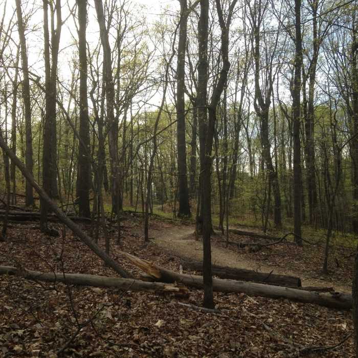 Smooth Twists and Spring Foliage on Rails to River Trail. Near Chestnut Grove Connector
