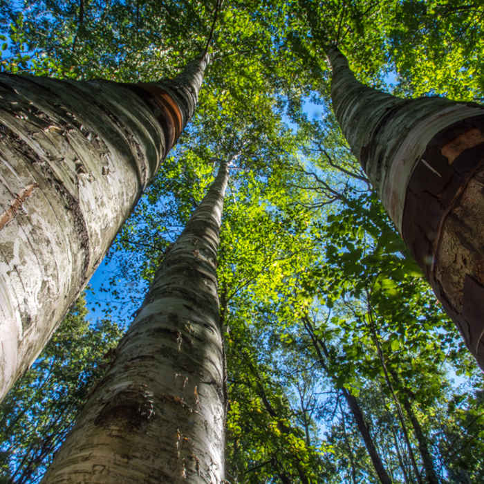 Mature forest section. Near Corbett's Glen